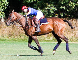 Lundberg-Polo-UM